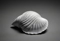 single seashell resting on a plain black background Royalty Free Stock Photo