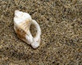 Single Seashell in the Sand Royalty Free Stock Photo