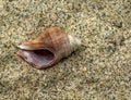 Single Seashell in the Sand Royalty Free Stock Photo