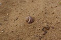 Single seashell on the sand Royalty Free Stock Photo