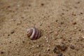 Single seashell on the sand Royalty Free Stock Photo