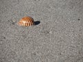 Single seashell on sand. Summer beach background Royalty Free Stock Photo