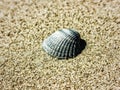 A single seashell on sandy beach
