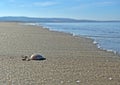 A single seashell on the shoreline of the beach