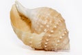 Single seashell of underwater snail on white background