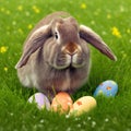 Single sedate American Fuzzy Lop rabbit sitting on green grass with easter eggs Royalty Free Stock Photo