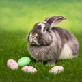 Single sedate American Fuzzy Lop rabbit sitting on green grass with easter eggs Royalty Free Stock Photo