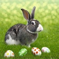 Single sedate furry Harlequin rabbit sitting on green grass with easter eggs.