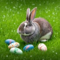Single sedate furry New Zealand rabbit sitting on green grass with easter eggs.
