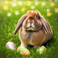 Single sedate furry Holland Lop rabbit sitting on green grass with easter eggs.