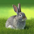 Sedate easter Champagne dArgent rabbit portrait full body sitting in green field Royalty Free Stock Photo