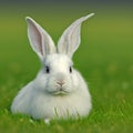 Sedate easter French angora rabbit portrait full body sitting in green field