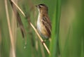 Single Sedge Warbler bird on a reed stem during a spring nesting