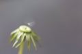 Single seed on a dandelion Royalty Free Stock Photo