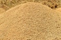 Single seed pile of paddy grain