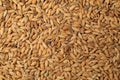 Single seed front pile of paddy grain unmilled rice. Royalty Free Stock Photo