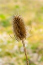 Single seed head or comb of wild teasel or fuller`s teasel Royalty Free Stock Photo