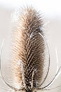 Single seed head or comb of wild teasel or fuller`s teasel Royalty Free Stock Photo