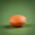 A single seed with an orange-brown, smooth outer coating is shown against a blurred Royalty Free Stock Photo