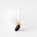 Single seed with white pappus of a blessed milkthistle on white background close up Royalty Free Stock Photo