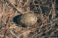 Single semipalmated egg found among twigs in the Canadian arctic