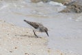 Single Semipalmated Sandpipers and Spawning Horseshoe Crabs  on Delaware Bay Beach Royalty Free Stock Photo