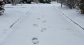 Footprints in the Snow on a Winter Path Royalty Free Stock Photo