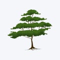 vector of shady tree with many branches