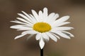 A single Shasta daisy in bloom during early summer Royalty Free Stock Photo