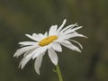 A single Shasta daisy bloom during early summer Royalty Free Stock Photo