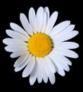 A single shasta daisy flower on a pure black background Royalty Free Stock Photo