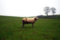 Single sheep ewe with dirty wool in a muddy field