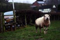 Single sheep ewe with dirty wool in a muddy field