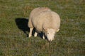 Single sheep grazing in frosty field in December