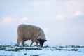 Single sheep grazing on a snowy hillside