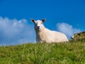 A single sheep / lamb looking at the camera, sitting at the top of a grassy field against a blue sky with light clouds Royalty Free Stock Photo