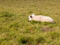 Single sheep lamb resting head down on the grassy ground meadow