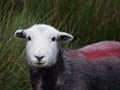 Single Sheep looking at camera Royalty Free Stock Photo