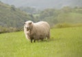 Single sheep in meadow Royalty Free Stock Photo