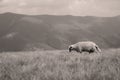 Single sheep on mountain peaks Royalty Free Stock Photo