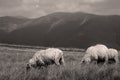 Single sheep on mountain peaks Royalty Free Stock Photo