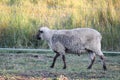 An Australian sheep walking on the farm Royalty Free Stock Photo