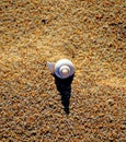 A single shell on a beach