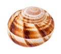 Single shell of burgundy snail isolated on white