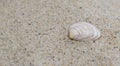 A single shell in the sand