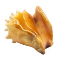 A single shell or seashell