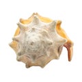 A single shell or seashell