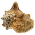 A single shell or seashell