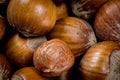 Single Shelled Hazelnut Atop Pile