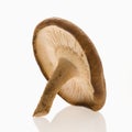 Single shiitake mushroom. Royalty Free Stock Photo